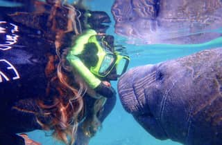 Crystal River: Manatee Swim Group Tour