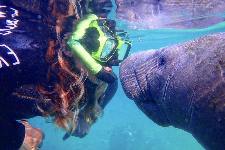 Crystal River: Manatee Swim Group Tour