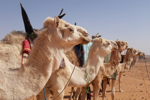 Wadi Rum: Paseo en camello de 2 horas al atardecer/sol con pernoctación