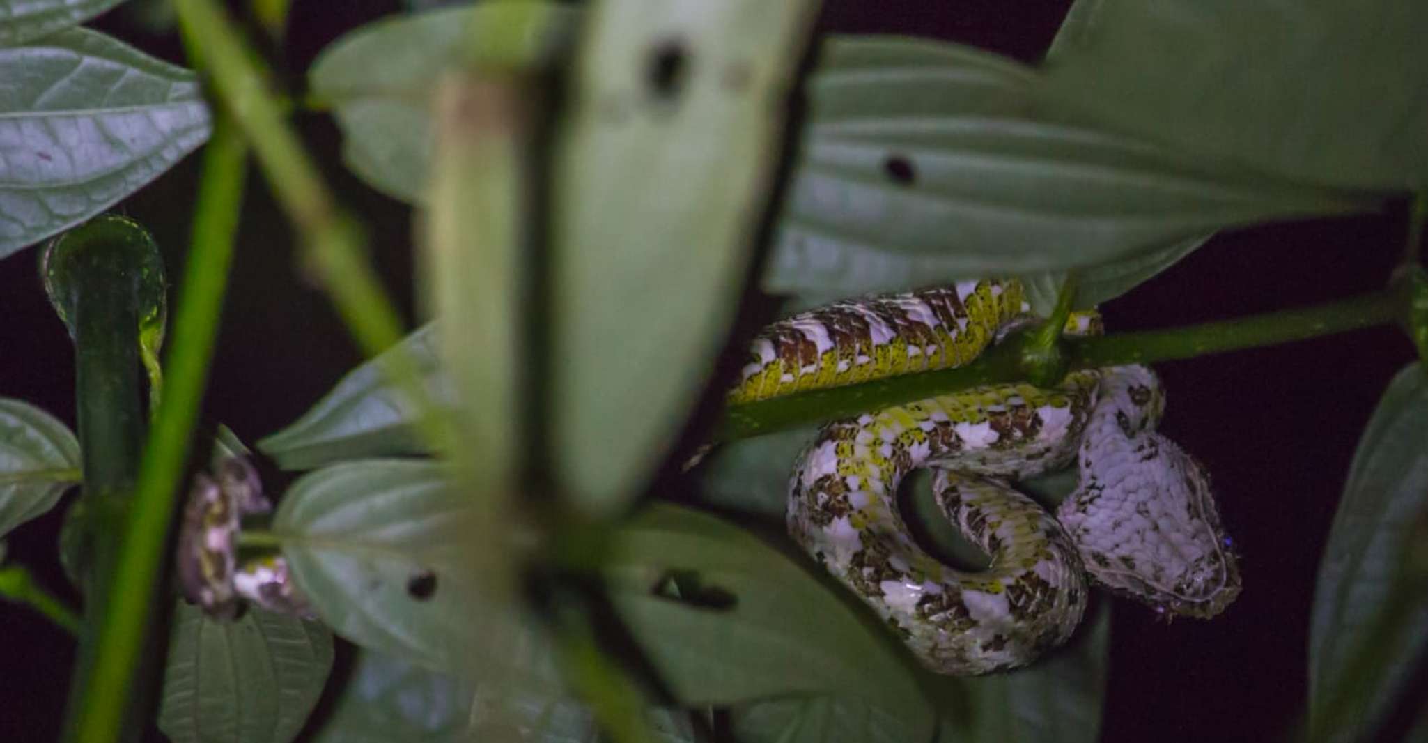Monteverde, Kinkajou Forest Night Walking Tour - Housity
