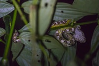 Monteverde, Kinkajou Forest Night Walking Tour - Housity
