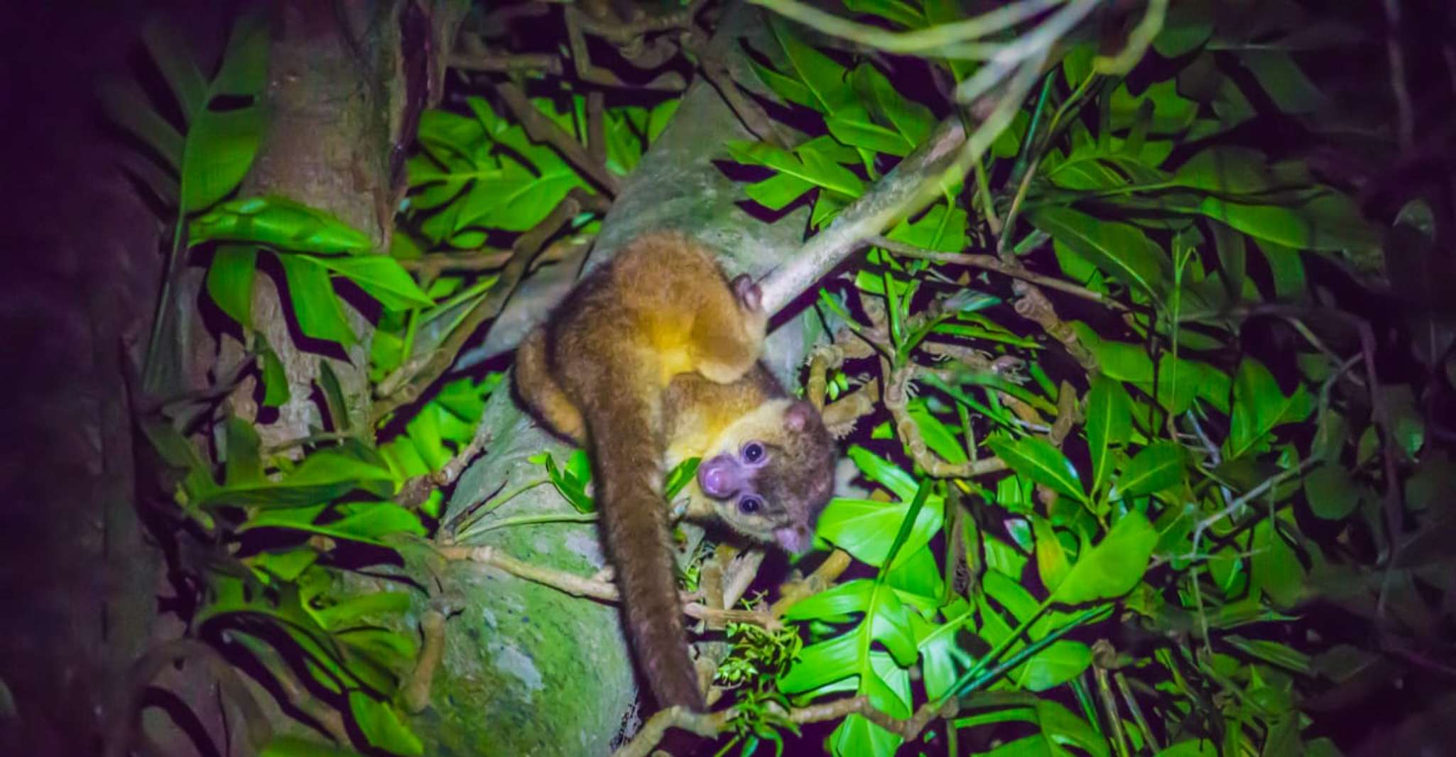 Monteverde, Kinkajou Forest Night Walking Tour - Housity