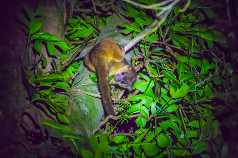 Monteverde: Nocny spacer po lesie Kinkajou