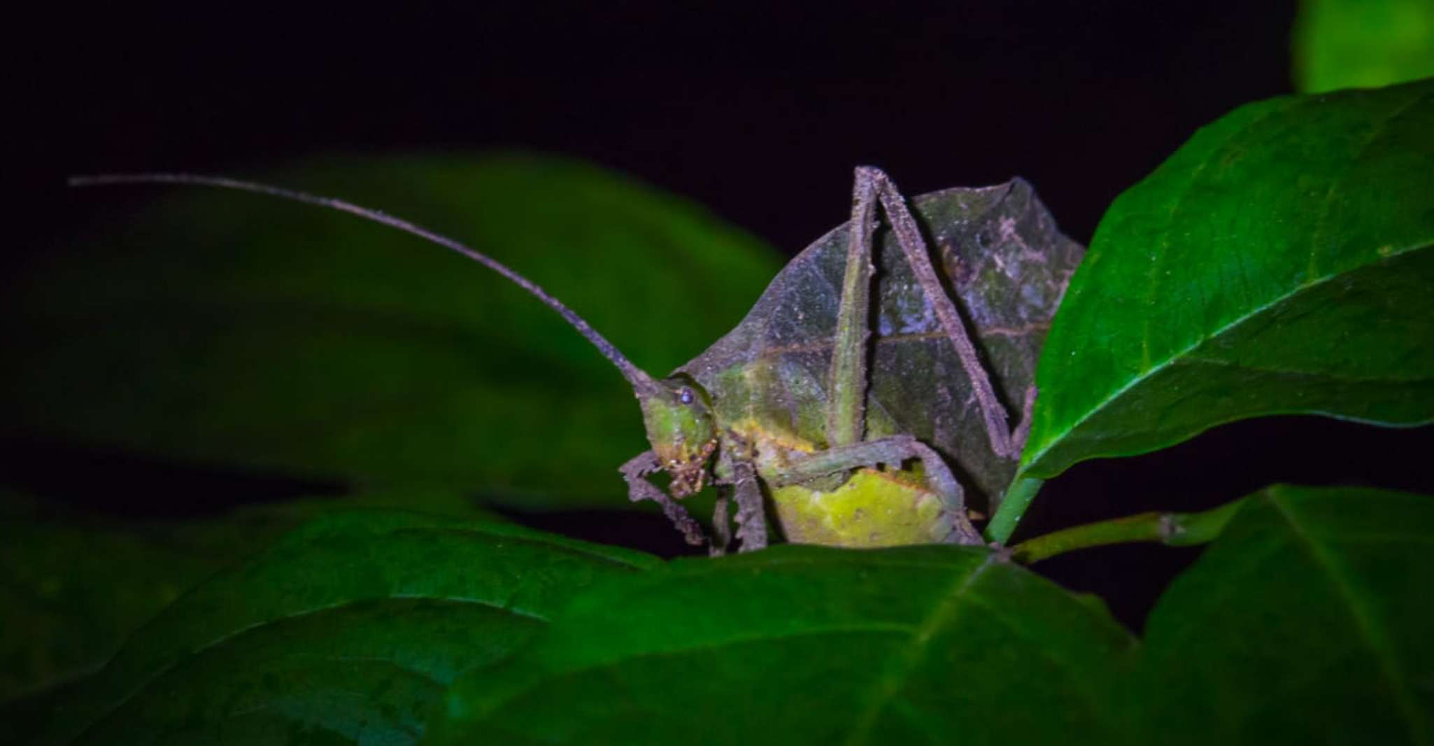 Monteverde, Kinkajou Forest Night Walking Tour - Housity