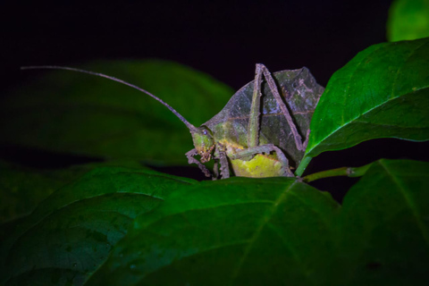 Monteverde: Tour nocturno a pie por el bosque de Kinkajou