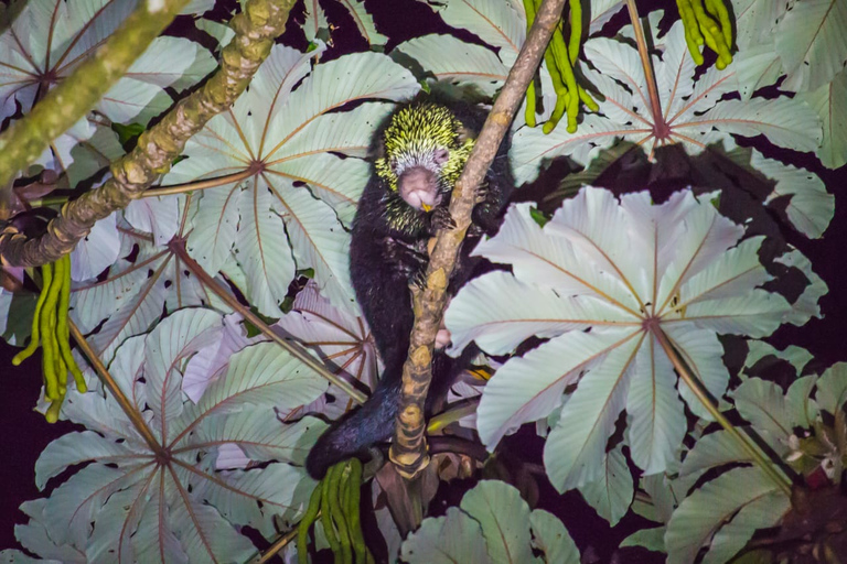 Monteverde : Visite nocturne à pied de la forêt de Kinkajou