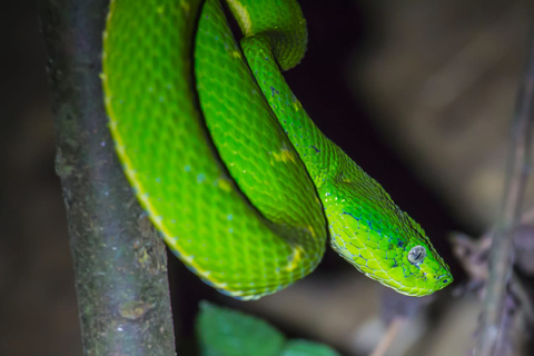 Monteverde: Tour a piedi notturno della foresta di Kinkajou