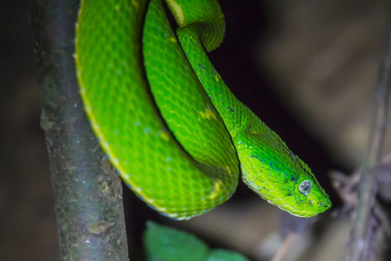 Monteverde: Nocny spacer po lesie Kinkajou