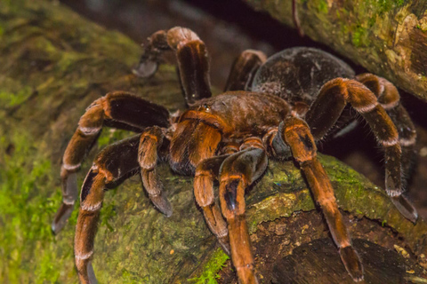 Monteverde: Tour a piedi notturno della foresta di Kinkajou