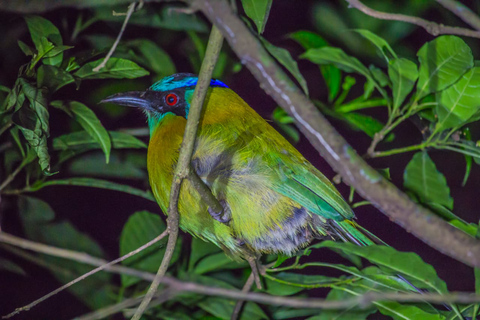 Monteverde: Tour a piedi notturno della foresta di Kinkajou