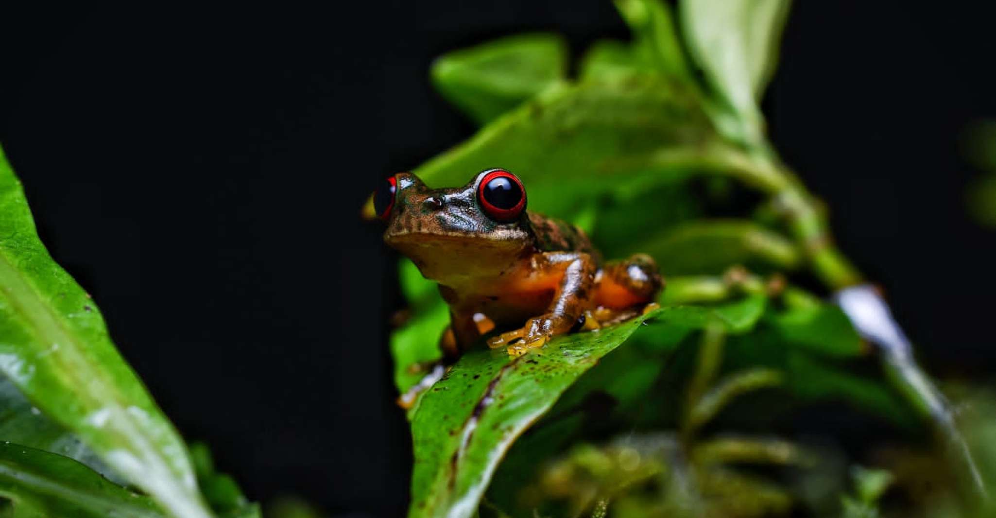 Monteverde, Kinkajou Forest Night Walking Tour - Housity