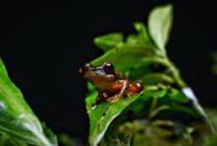 Monteverde, Kinkajou Forest Night Walking Tour - Housity
