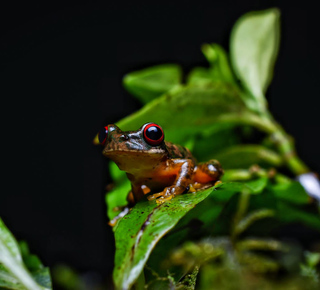 Walking Tours in Monteverde