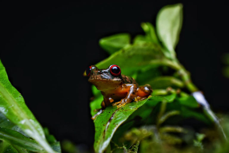 Monteverde: Tour nocturno a pie por el bosque de Kinkajou