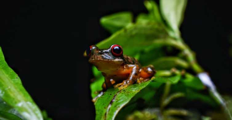 13 Interesting Poison Dart Frogs Facts - Rainforest Cruises