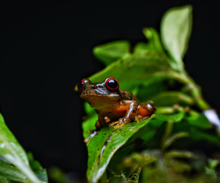 Kinkajou Night Walk in Monteverde