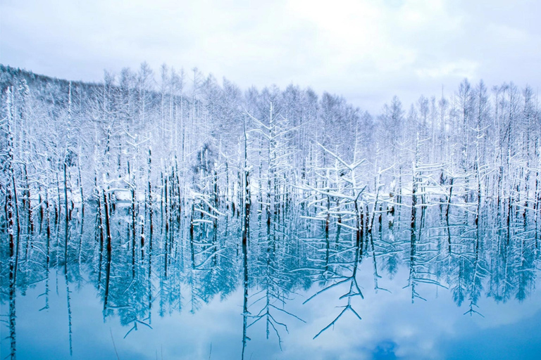 Sapporo 2-Month Special:Asahiyama Zoo & Snowy Landmarks Tour 8:10 am meet at JR Sapporo Station North exit
