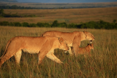 2 jours et 1 nuit safari au Masai Mara