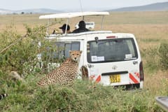 Birdwatching | Nairobi things to do in Nairobi