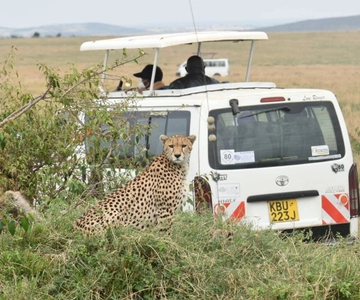 De Nairobi a Masai Mara: Safari privado en 4x4 de 2 días y 1 noche