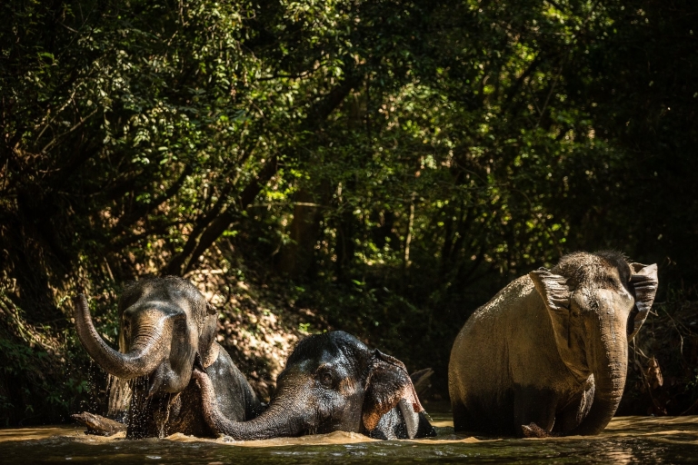 Visite en petit groupe de la montagne de Kulen et de la forêt d'éléphants de Kulen