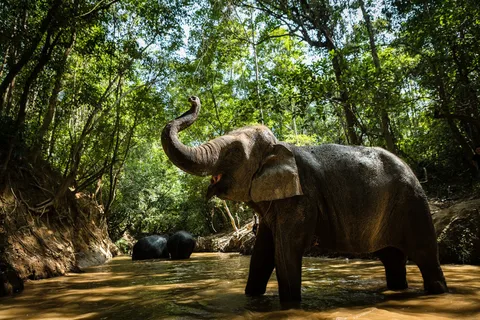 Parque Phnom Kulen: Passeio com a floresta de elefantes saindo de Siem Reap