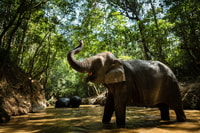 Phnom Kulen Park, Siem Reap'ten Fil Ormanı ile Tur - Hizvo