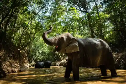 Phnom Kulen Park: Tour with Elephant Forest from Siem Reap