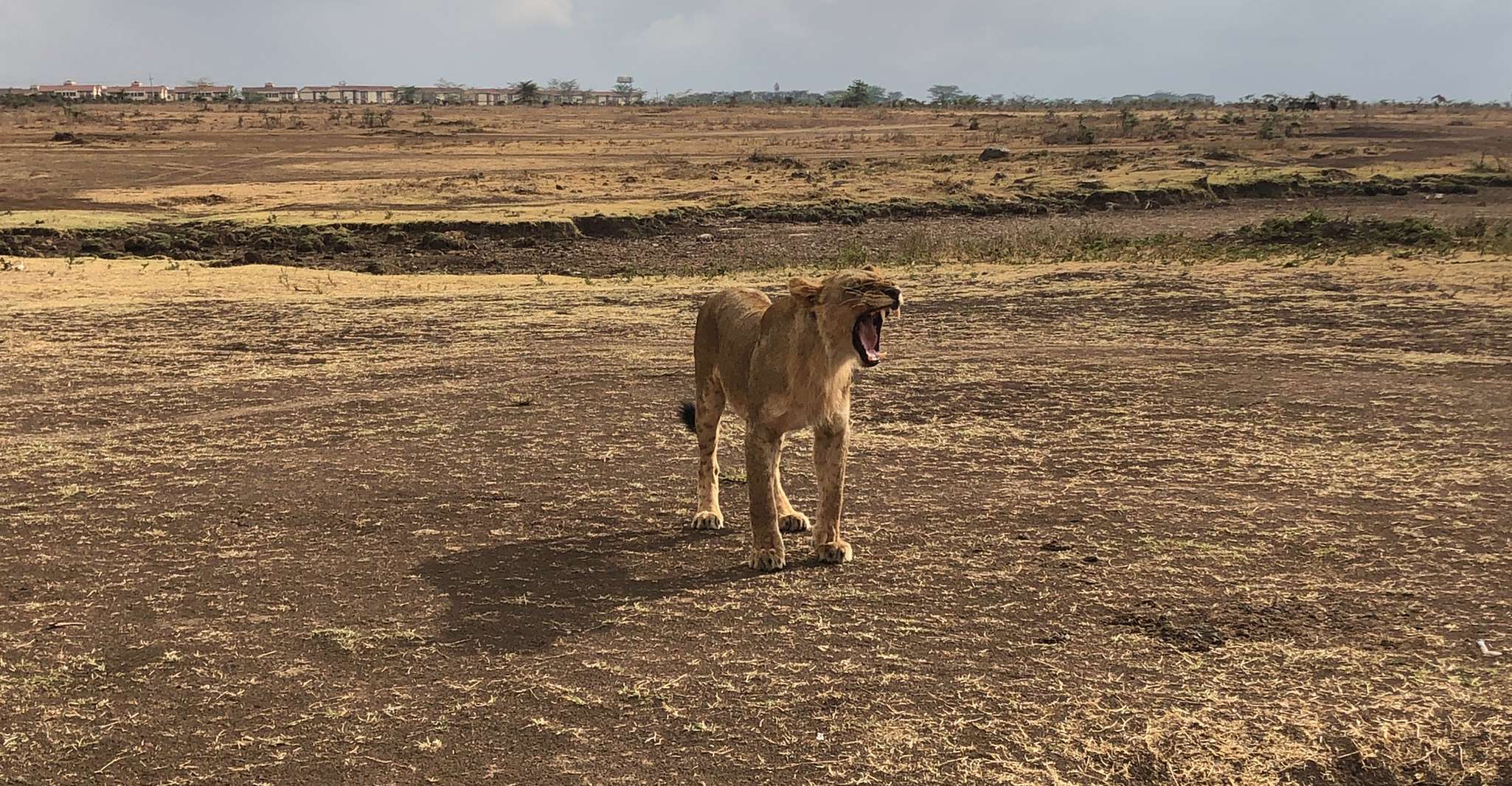 Daytrip to Lake Nakuru National Park. - Housity