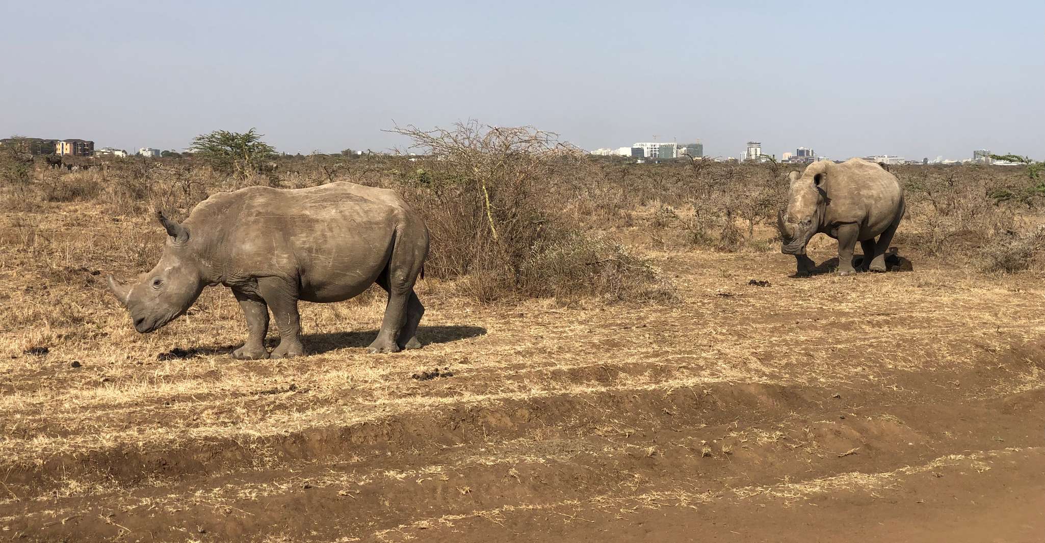 Daytrip to Lake Nakuru National Park. - Housity