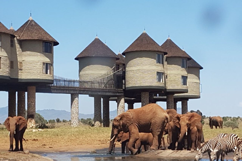 Safari di 3 giorni al Saltlick lodge da NairobiSafari di 3 giorni al lodge Saltlick Da Nairobi