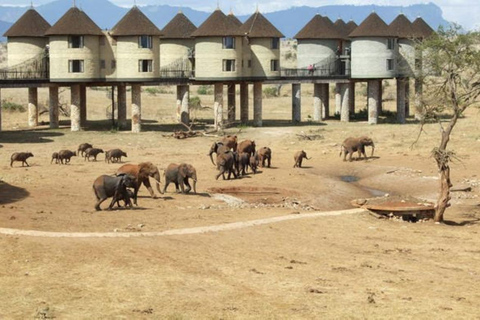 3 Daagse Safari naar Saltlick Lodge vanuit Nairobi3-daagse safari in Saltlick-lodge vanuit Nairobi