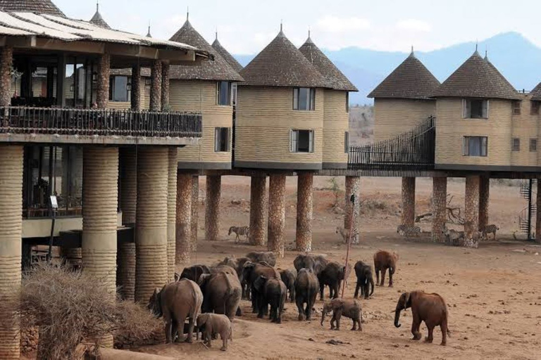 Safari de 3 días a Saltlick lodge Desde Nairobi