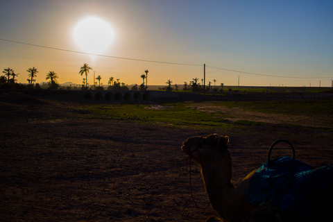 Paseo en camello por la Palmeraie de Marrakech