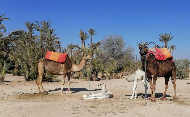 Camel Ride Marrakech Palmeraie | GetYourGuide