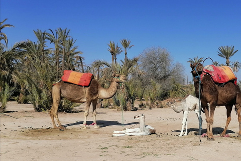 Camel Ride Marrakech Palmeraie