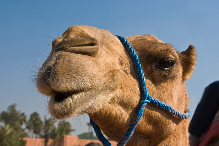 Paseo en camello por la Palmeraie de Marrakech