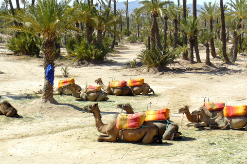 Paseo en camello por la Palmeraie de Marrakech