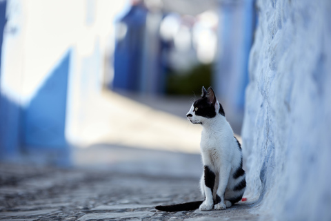 TANGER : Excursion à Tétouan et Chefchaouen