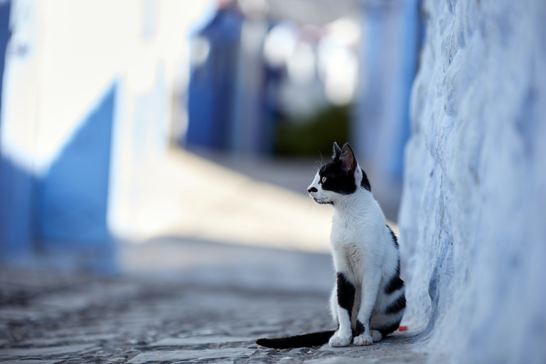 TANGER: Excursión a Tetuán y Chefchaouen