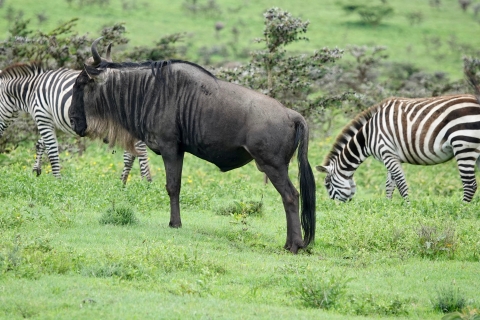 5-daagse Serengeti Magische safari