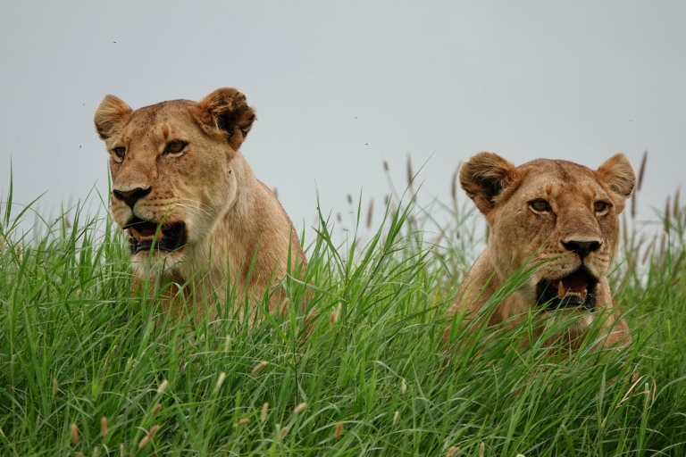 5-daagse Serengeti Magische safari