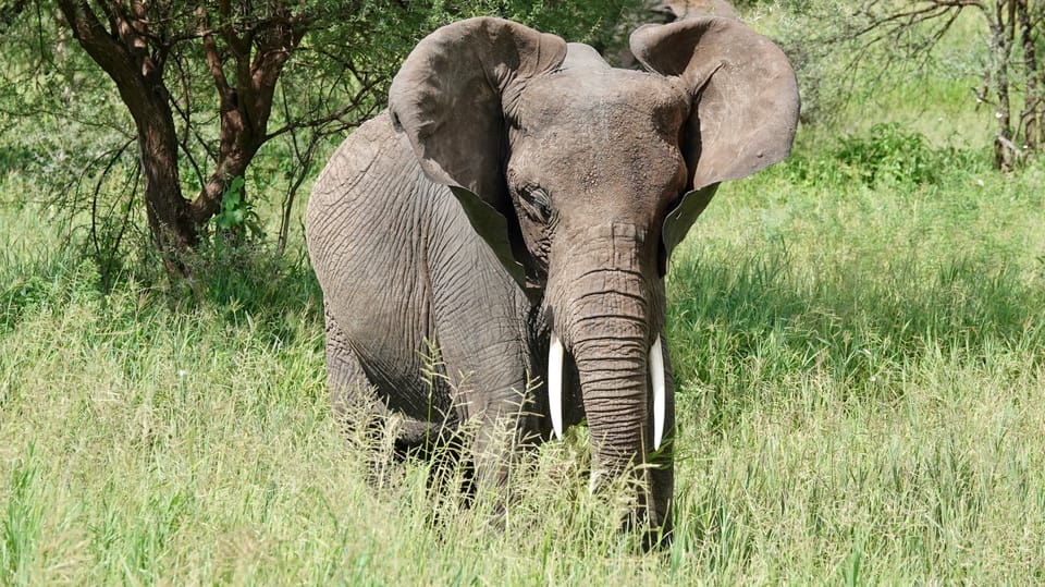 Daagse Serengeti Magische Safari Getyourguide