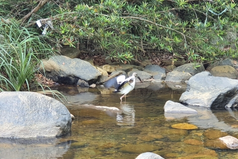 Waterraften-dieren in het wild Colombio