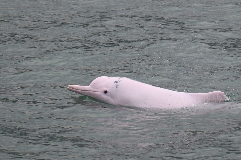Hong Kong : Croisière pour les dauphins, Big Buddha et visite de l'île de Lantau