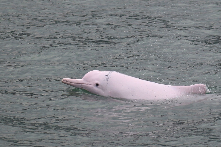 Hong Kong: dolfijncruise, Big Buddha en Lantau Island-tour