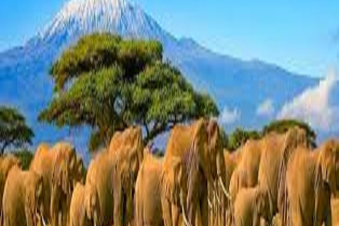 Amazing 8-Days Tour Tarangire & Serengeti Tanzania Safari