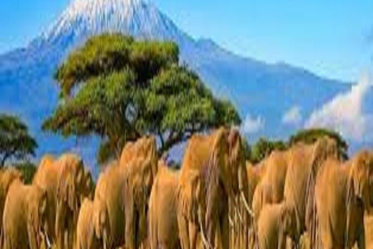 Amazing 8-Days Tour Tarangire &amp; Serengeti Tanzania Safari