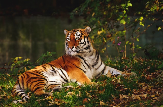 Visit From Nagpur Pench Wildlife Private Tour with Accommodation in Ramehwarm