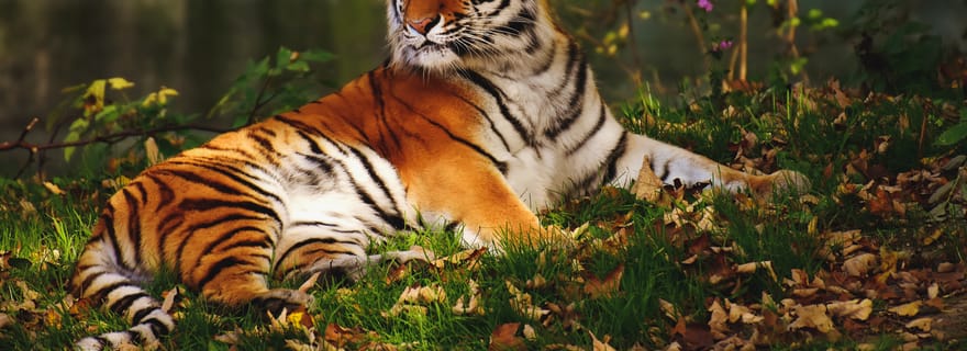 Au départ de Nagpur : Visite privée de la faune de Pench avec hébergement